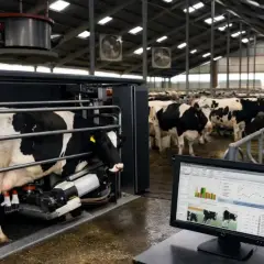 Krowa w dojarni automatycznej, monitor pokazuje dane o produkcji mleka. To przyszłość Milkiland akcje.